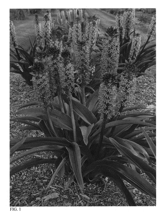 Figure 1 of US plant patent PP31155, the photograph of African Night printed in the patent.