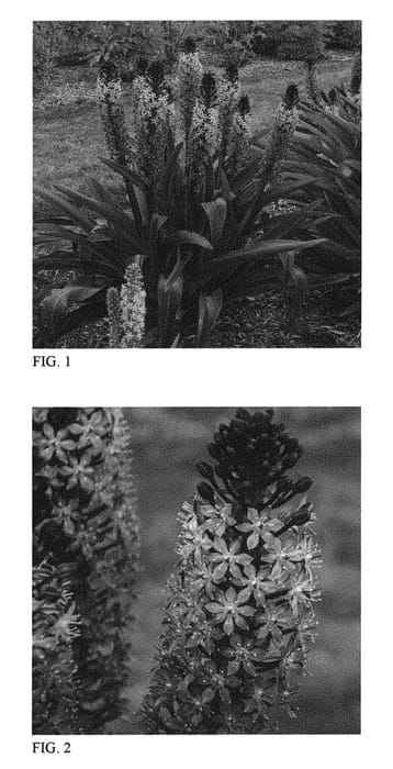 Figure 1 of US plant patent PP31156, the photograph of Safari Adventure printed in the patent.