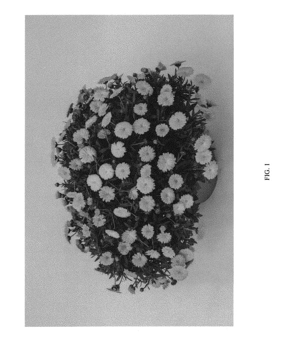 Figure 1 of US plant patent PP31157, the photograph of KERCALTAN printed in the patent.