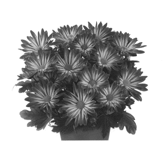Figure 1 of US plant patent PP31158, the photograph of Fichryrainsun printed in the patent.