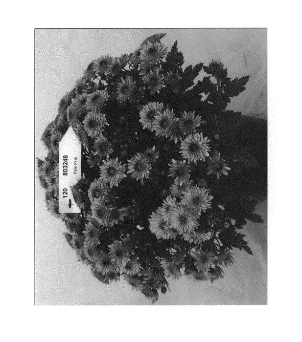 Figure 1 of US plant patent PP31159, the photograph of Fichrymerpibic printed in the patent.