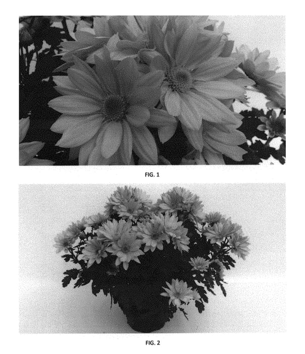 Figure 1 of US plant patent PP31160, the photograph of CIDZ0094 printed in the patent.
