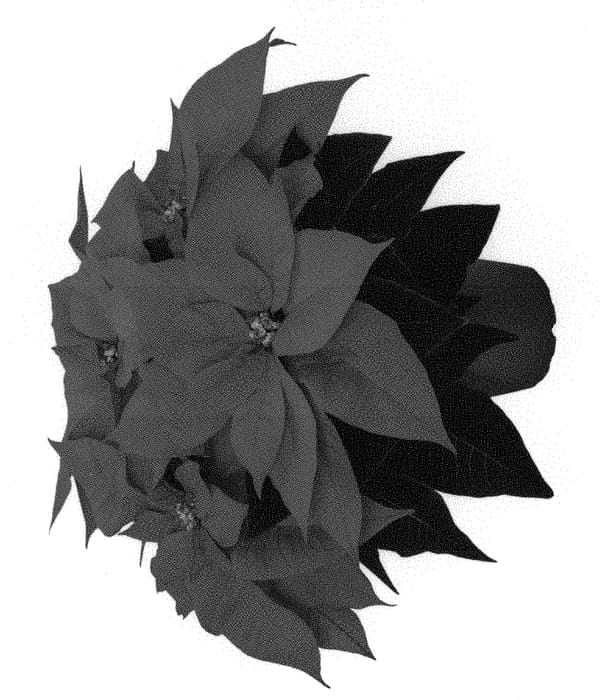 Figure 1 of US plant patent PP31161, the photograph of Duepoburnemb printed in the patent.