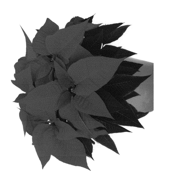Figure 1 of US plant patent PP31162, the photograph of Dueposouthbel printed in the patent.