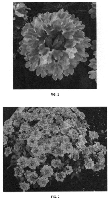 Figure 1 of US plant patent PP31163, the photograph of VEAZ0050 printed in the patent.