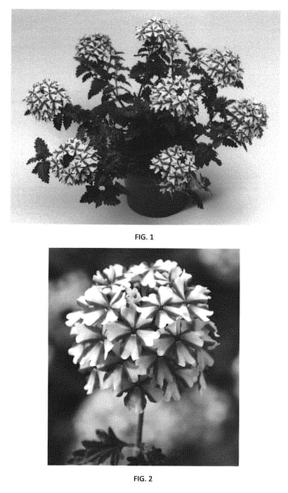 Figure 1 of US plant patent PP31164, the photograph of VEAZ0051 printed in the patent.
