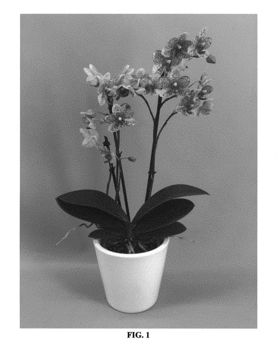 Figure 1 of US plant patent PP31166, the photograph of PHALUSYL printed in the patent.