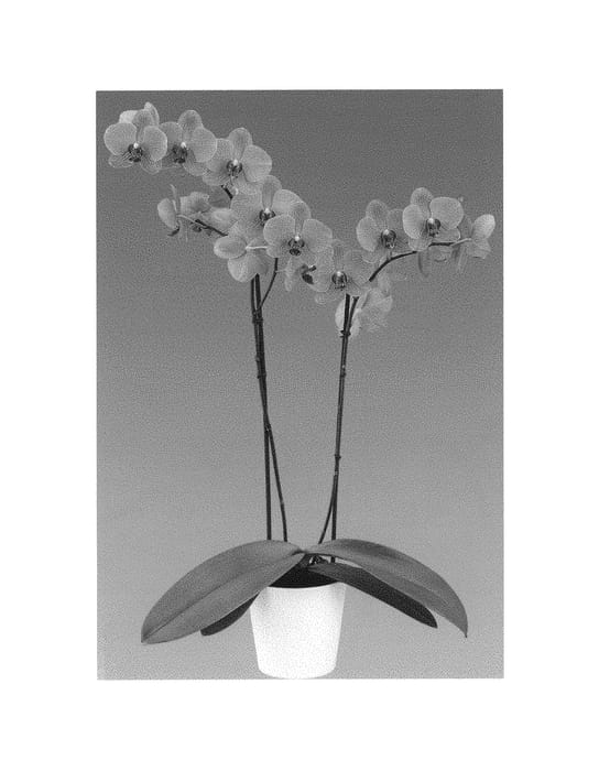 Figure 1 of US plant patent PP31167, the photograph of Carrotcake printed in the patent.