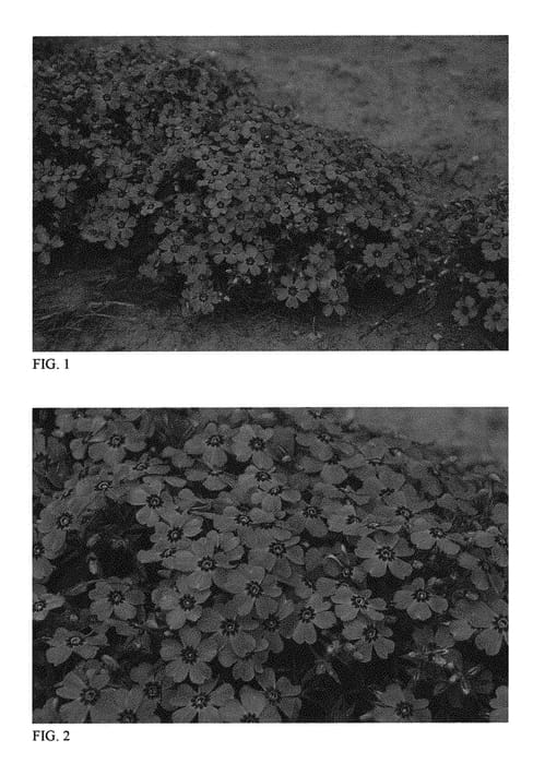 Figure 1 of US plant patent PP31169, the photograph of Eye Shadow printed in the patent.