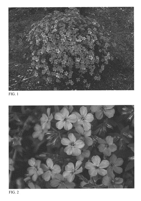 Figure 1 of US plant patent PP31170, the photograph of Pink Minuet printed in the patent.