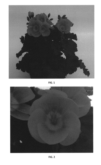 Figure 1 of US plant patent PP31171, the photograph of PEQZ0043 printed in the patent.