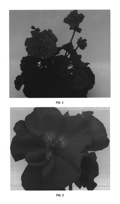 Figure 1 of US plant patent PP31172, the photograph of PEQZ0046 printed in the patent.