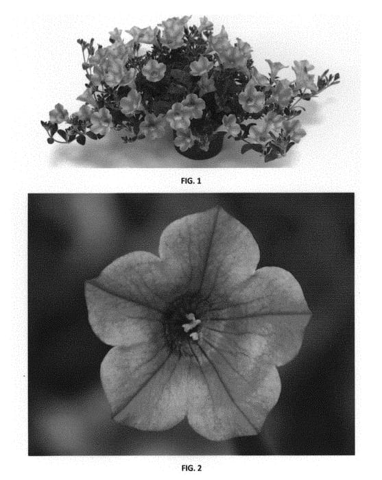 Figure 1 of US plant patent PP31173, the photograph of PEHY0039 printed in the patent.