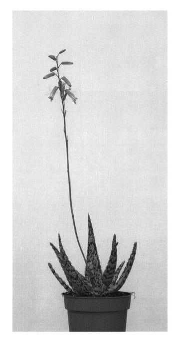 Figure 1 of US plant patent PP31174, the photograph of EC-ALOE-1808 printed in the patent.