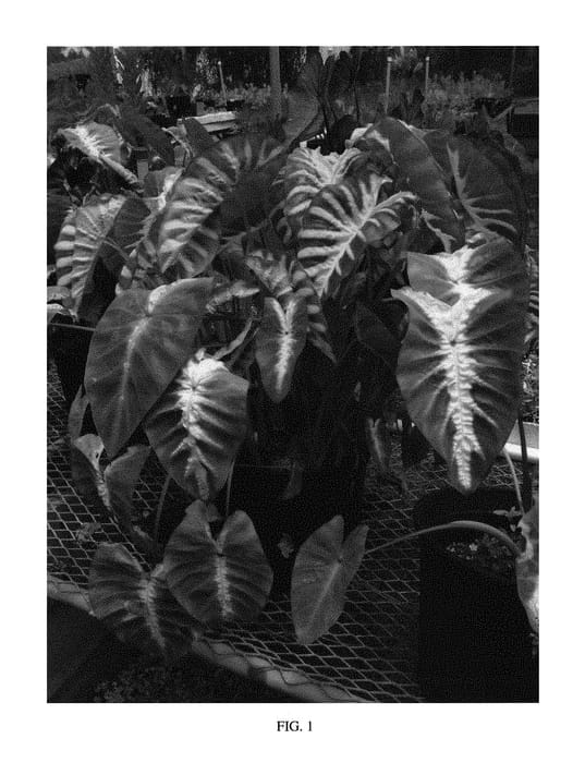 Figure 1 of US plant patent PP31175, the photograph of Maui Sunrise printed in the patent.