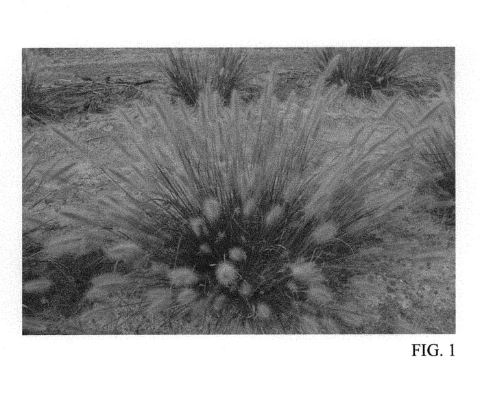 Figure 1 of US plant patent PP31176, the photograph of Tift PA19 printed in the patent.