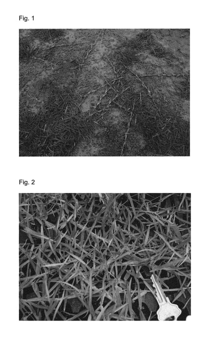 Figure 1 of US plant patent PP31177, the photograph of SS-0705 printed in the patent.