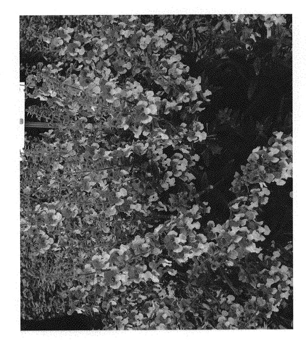 Figure 1 of US plant patent PP31178, the photograph of Anwedg116 printed in the patent.