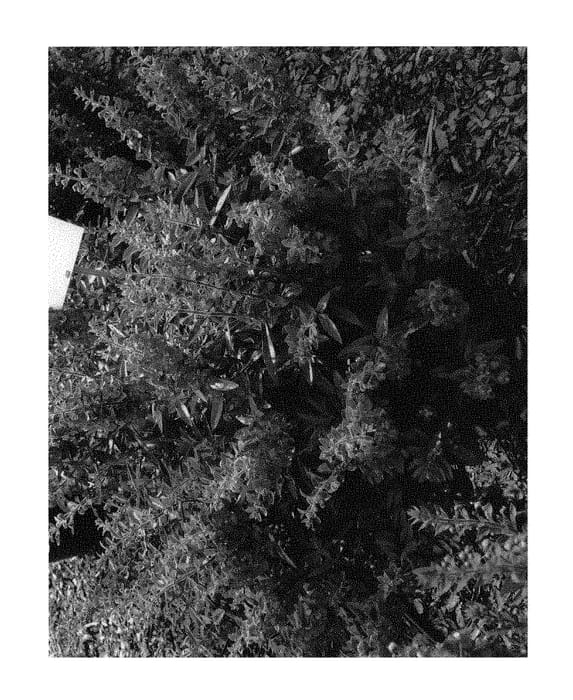 Figure 1 of US plant patent PP31179, the photograph of Anblu140 printed in the patent.