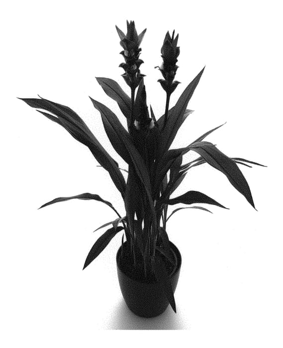 Figure 1 of US plant patent PP31180, the photograph of Cursnapa printed in the patent.