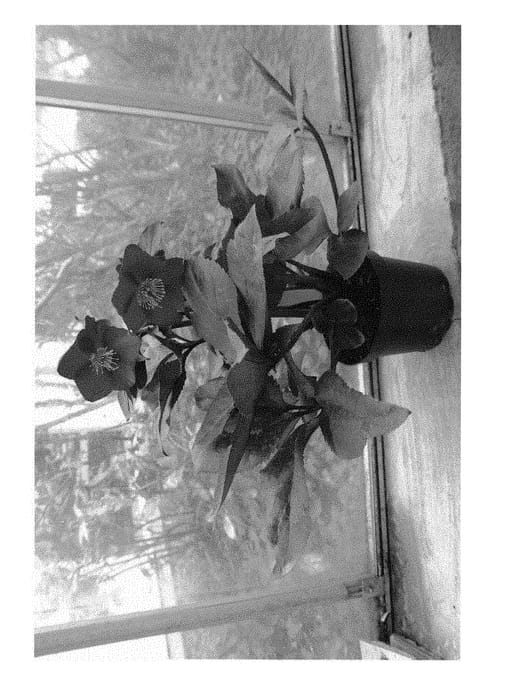 Figure 1 of US plant patent PP31181, the photograph of COSEH 4700 printed in the patent.