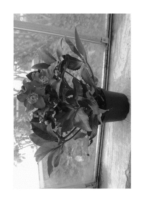 Figure 1 of US plant patent PP31182, the photograph of COSEH 4800 printed in the patent.