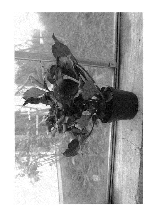 Figure 1 of US plant patent PP31183, the photograph of COSEH 4900 printed in the patent.