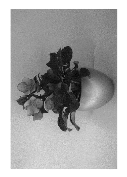 Figure 1 of US plant patent PP31184, the photograph of COSEH 5000 printed in the patent.