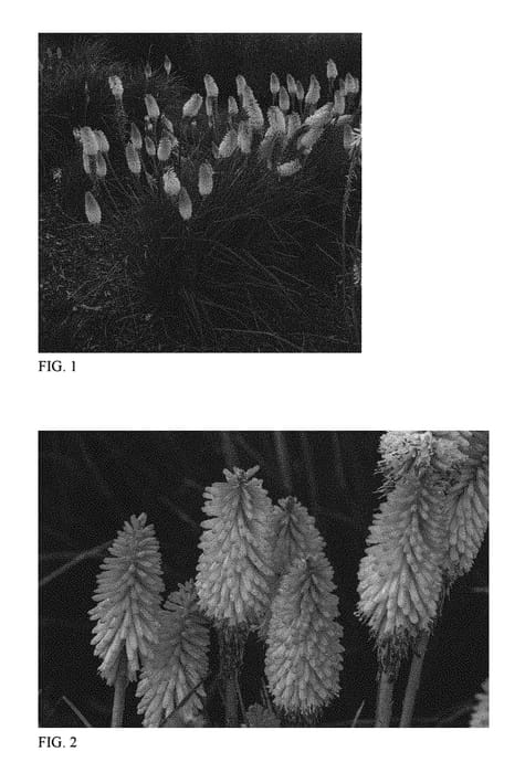 Figure 1 of US plant patent PP31185, the photograph of Hot and Cold printed in the patent.