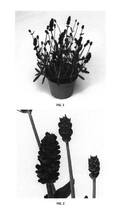 Figure 1 of US plant patent PP31186, the photograph of LAAZ0008 printed in the patent.