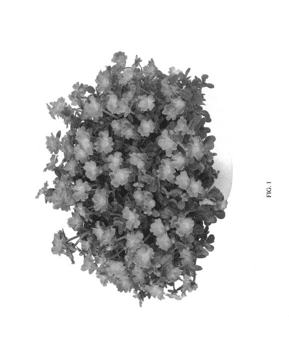 Figure 1 of US plant patent PP31187, the photograph of DPORPZNORG printed in the patent.