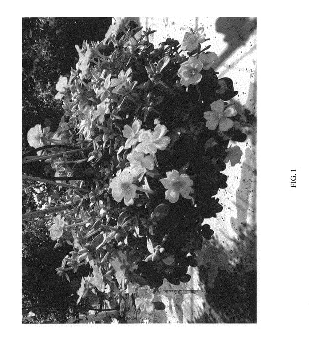 Figure 1 of US plant patent PP31188, the photograph of DPORPZNYLW printed in the patent.