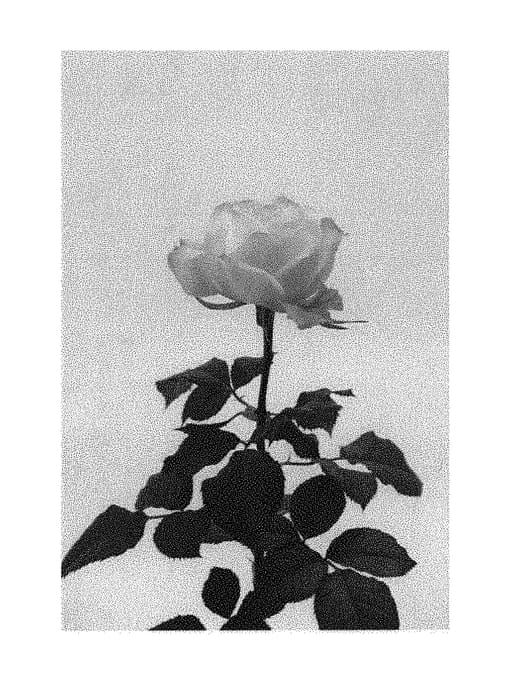Figure 1 of US plant patent PP31189, the photograph of KORone006 printed in the patent.