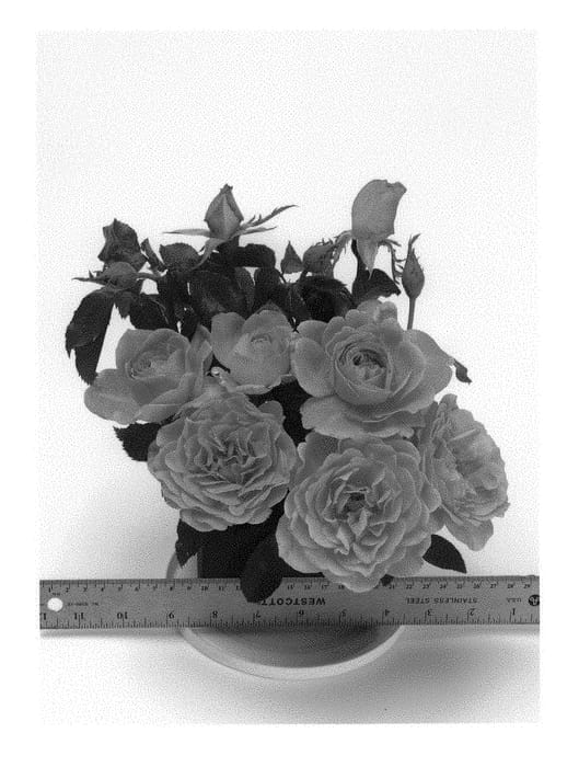 Figure 1 of US plant patent PP31190, the photograph of WEKzazou printed in the patent.