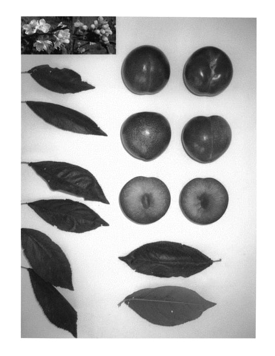 Figure 1 of US plant patent PP31191, the photograph of Plumcandy XV printed in the patent.