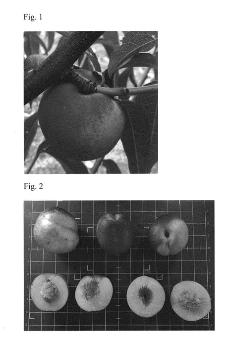 Figure 1 of US plant patent PP31192, the photograph of Effie printed in the patent.