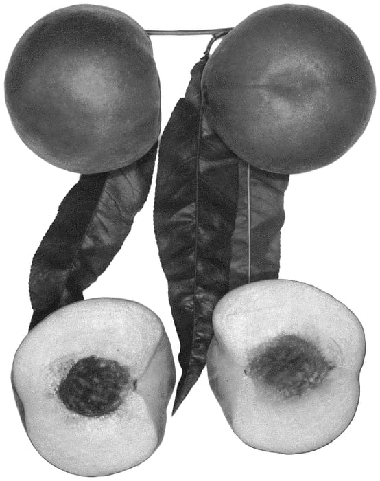 Figure 1 of US plant patent PP31193, the photograph of Summer Glory printed in the patent.