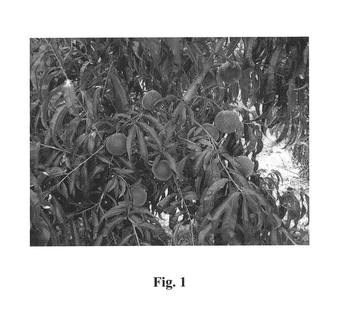 Figure 1 of US plant patent PP31194, the photograph of Crimson Joy printed in the patent.