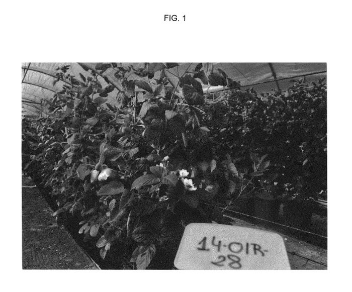 Figure 1 of US plant patent PP31195, the photograph of Plablack 1401 printed in the patent.