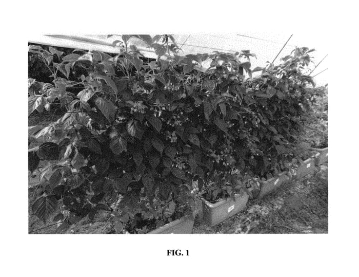 Figure 1 of US plant patent PP31196, the photograph of emr 20172 printed in the patent.