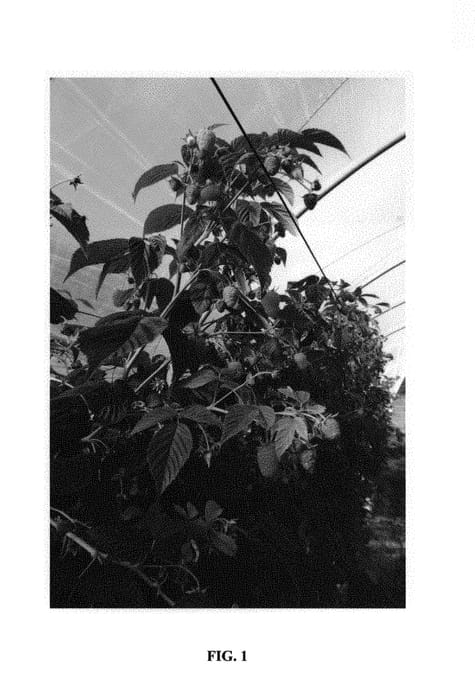 Figure 1 of US plant patent PP31197, the photograph of emr 20171 printed in the patent.