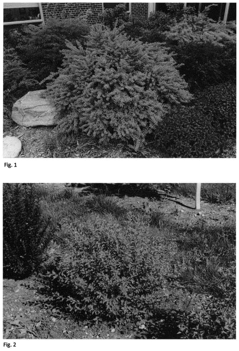 Figure 1 of US plant patent PP31198, the photograph of ZLEYe12 printed in the patent.