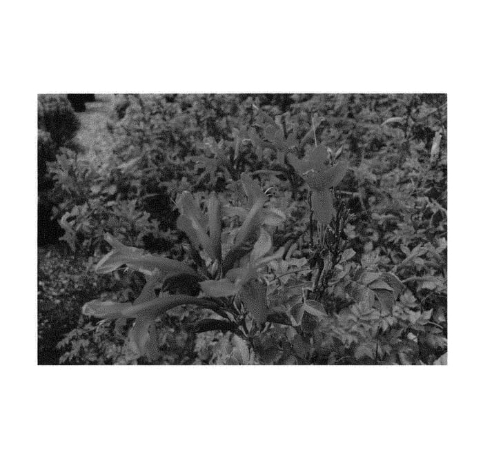 Figure 1 of US plant patent PP31200, the photograph of DWRE001 printed in the patent.