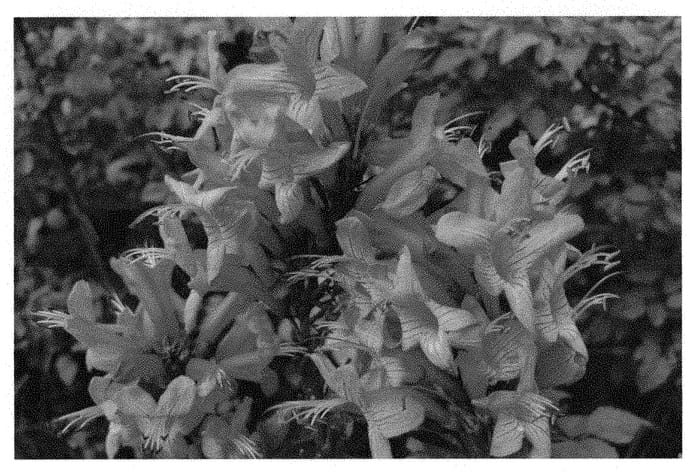 Figure 1 of US plant patent PP31201, the photograph of DWPI001 printed in the patent.