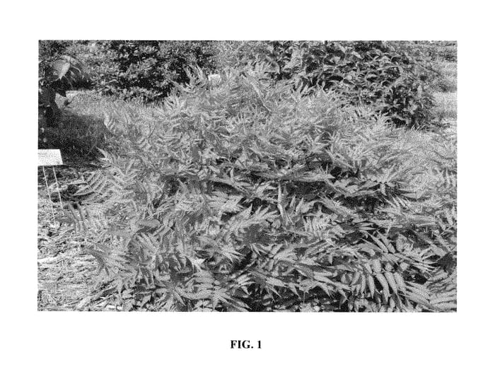 Figure 1 of US plant patent PP31202, the photograph of Levgreen printed in the patent.