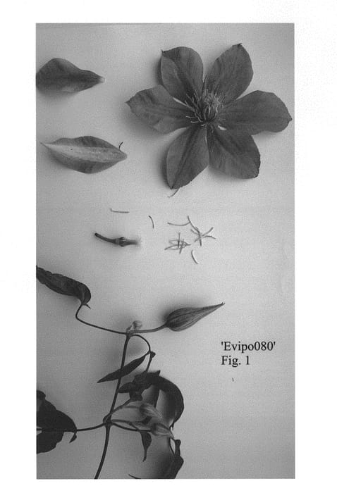 Figure 1 of US plant patent PP31203, the photograph of Evipo080 printed in the patent.
