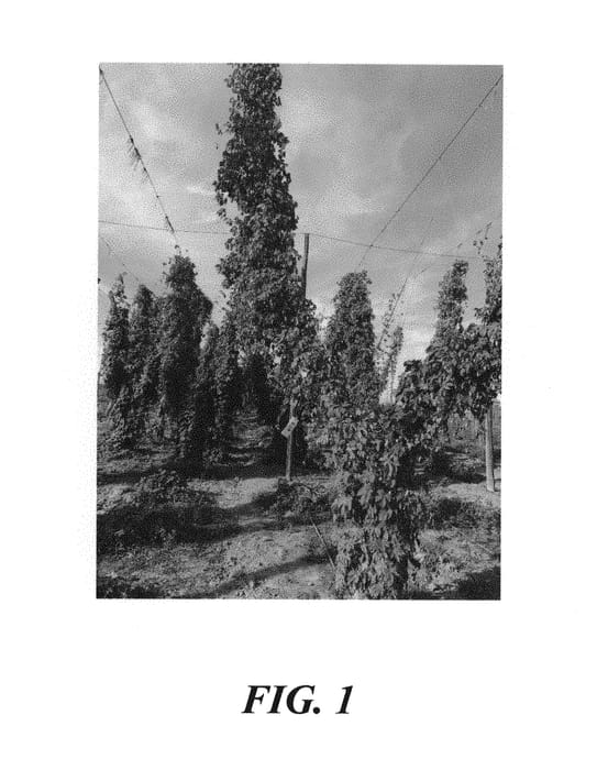 Figure 1 of US plant patent PP31204, the photograph of HBC 638 printed in the patent.