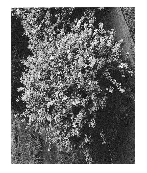 Figure 1 of US plant patent PP31205, the photograph of AMERA printed in the patent.