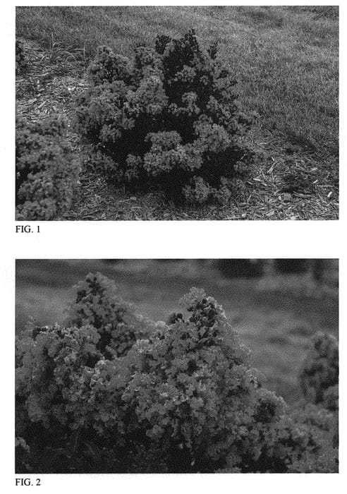 Figure 1 of US plant patent PP31206, the photograph of Brew Ha Ha printed in the patent.