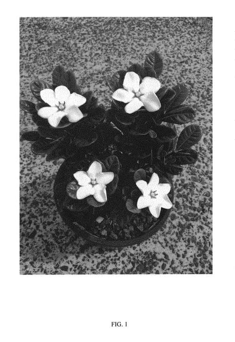 Figure 1 of US plant patent PP31207, the photograph of PARCUP printed in the patent.